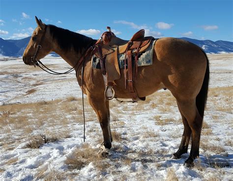 Primrose Foal date 4-13-22 RMH x QH Black Filly 12. . Horses for sale in wyoming